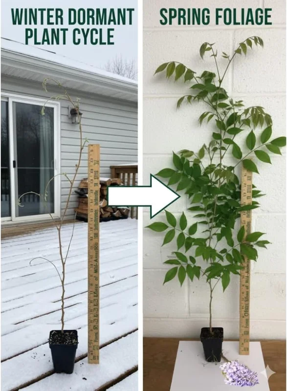 Blue Wisteria Live Plant, 6-12" Tall Vine, 2.5" Pot, Fragrant Outdoor Climber - Image 4