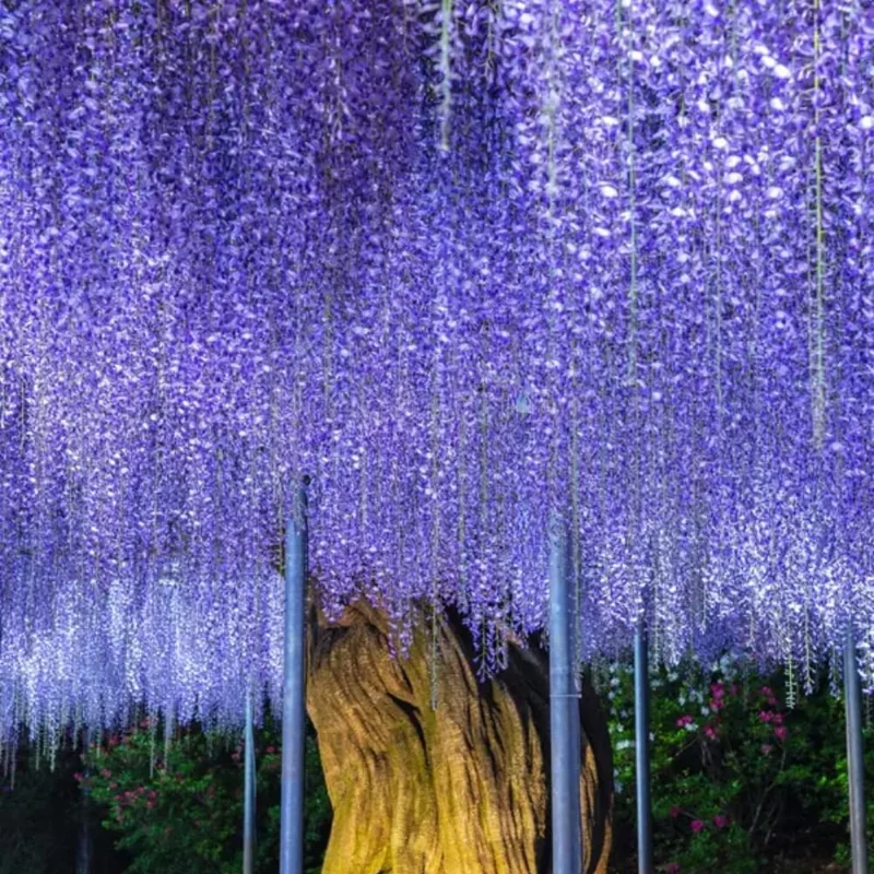 Blue Wisteria Live Plant, 6-12" Tall Vine, 2.5" Pot, Fragrant Outdoor Climber - Image 7