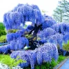 Blue Wisteria Live Plant, 6-12" Tall Vine, 2.5" Pot, Fragrant Outdoor Climber - Image 1