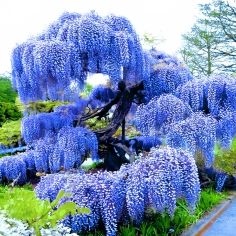 Blue Wisteria Live Plant, 6-12" Tall Vine, 2.5" Pot, Fragrant Outdoor Climber - Image 1