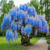 Blue Wisteria Tree Live Plant, 1 Year Old Seedling, 6-13" Tall, Outdoor - Image 1