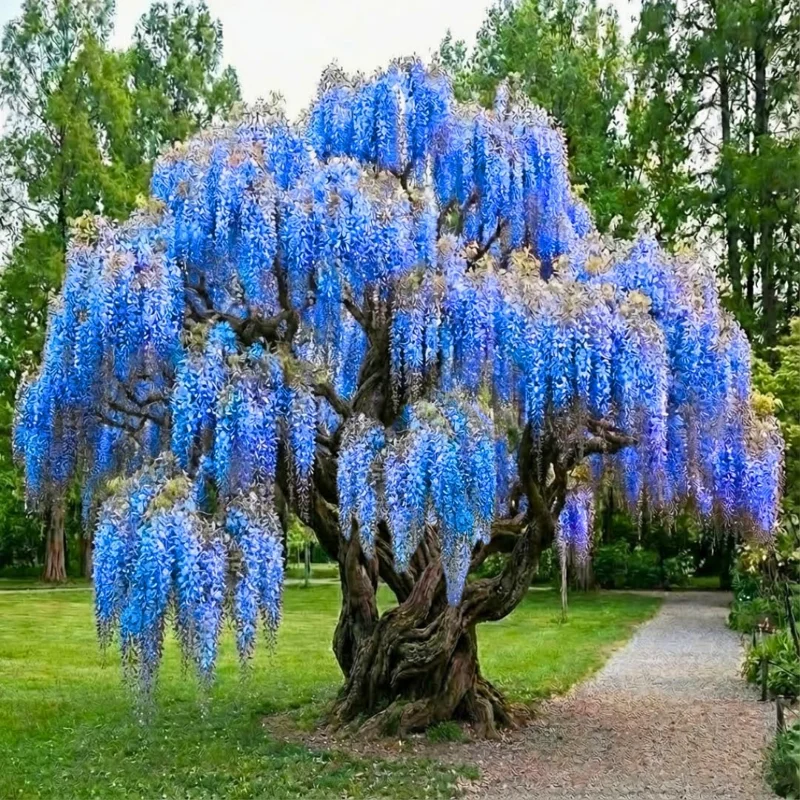 Blue Wisteria Tree Live Plant, 1 Year Old Seedling, 6-13" Tall, Outdoor - Image 1