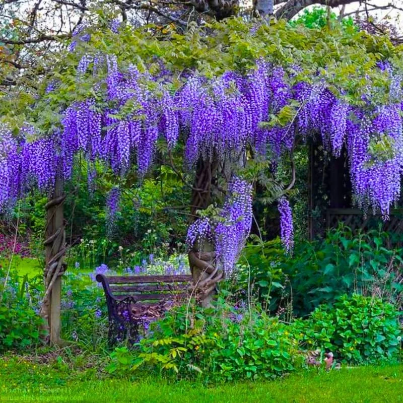 Blue Wisteria Tree Live Plant, 1 Year Old Seedling, 6-13" Tall, Outdoor - Image 4