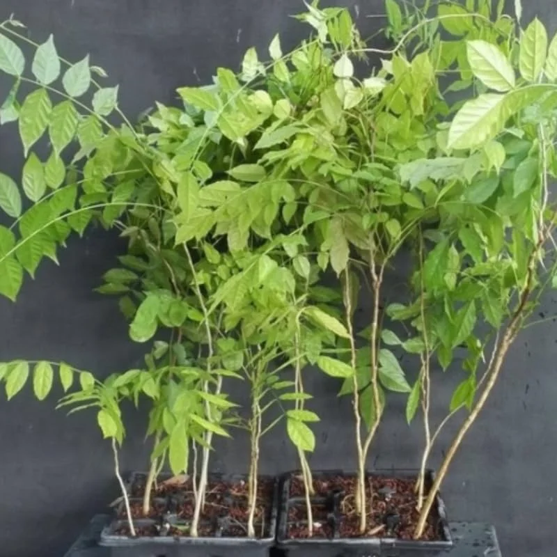 Blue Wisteria Tree Live Plant, 1 Year Old Seedling, 6-13" Tall, Outdoor - Image 6