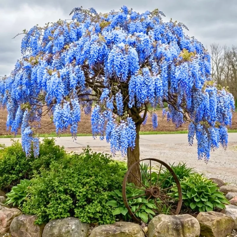 Blue Wisteria Tree Live Plant, 1 Year Old Seedling, 6-13" Tall, Outdoor - Image 7