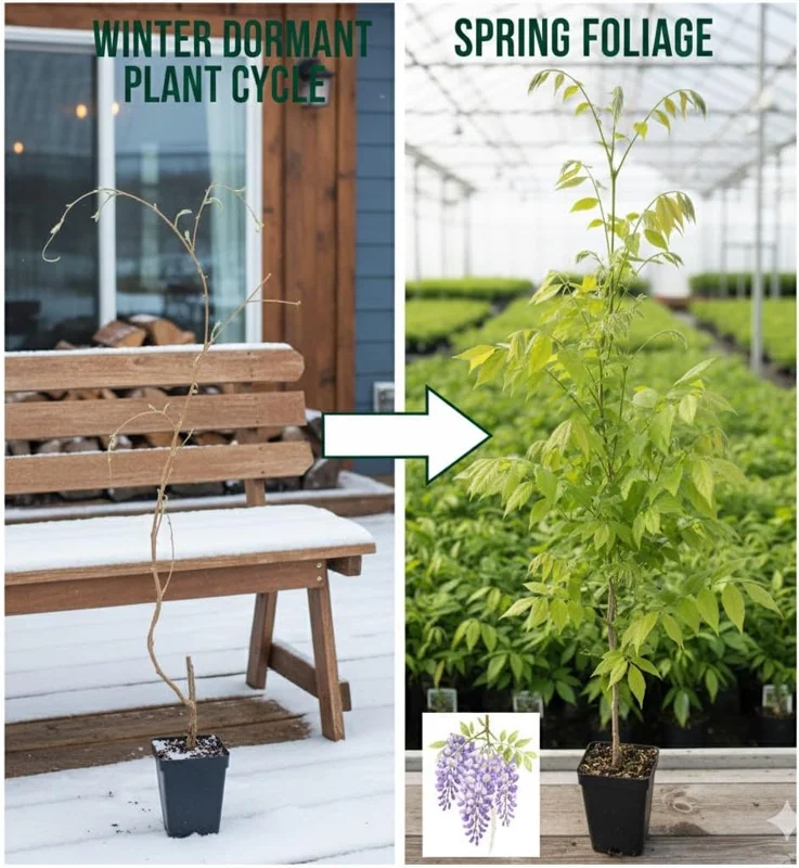 Blue Wisteria Vine Live Plant, 6-12" Tall in 2.5" Pot, Hardy Climbing Flowering Plant - Image 4