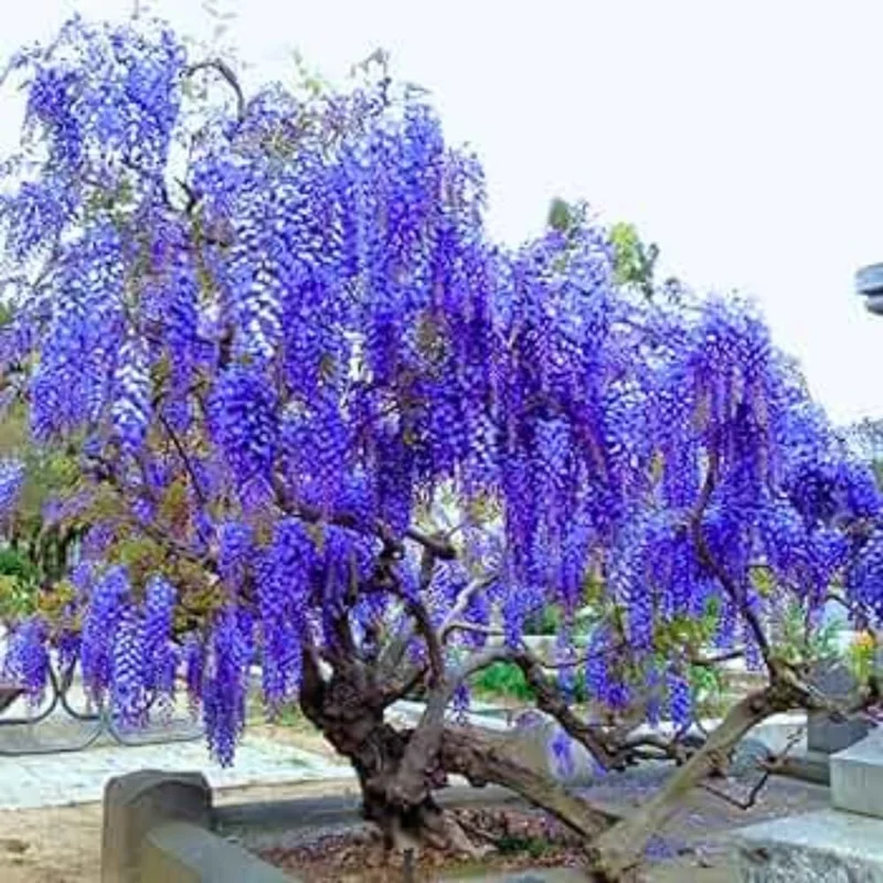 Blue Wisteria Vine Live Plant, 6-12" Tall in 2.5" Pot, Hardy Climbing Flowering Plant - Image 5