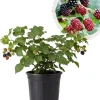 Boysenberry Live Plant - 2 Pack Sweet Edible Berry Bush, 4-6'' Tall, Outdoor - Image 1