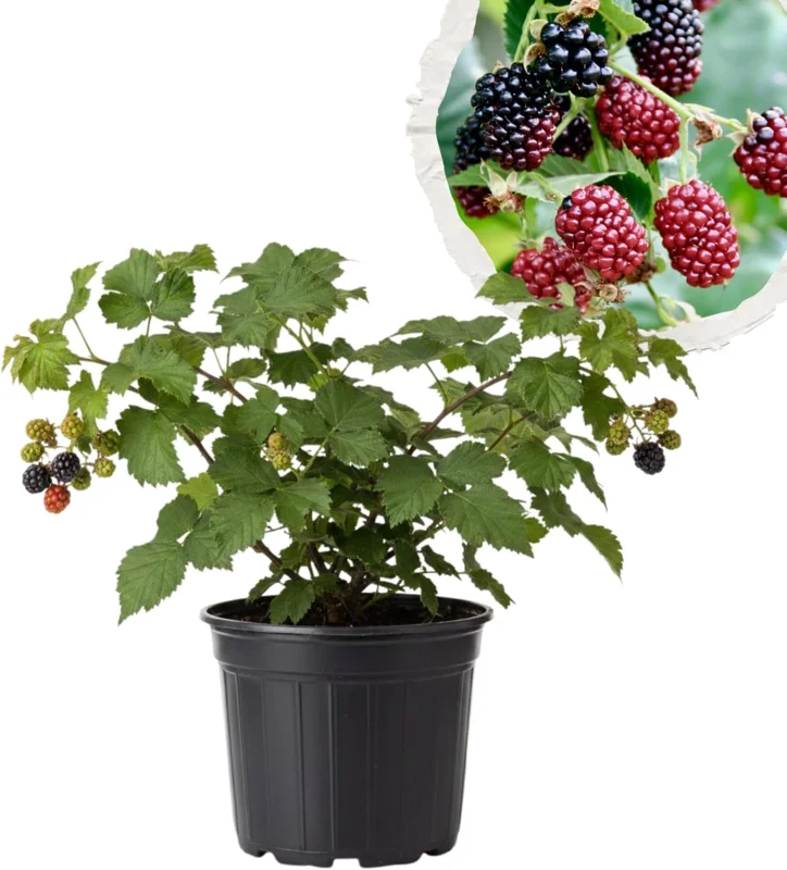 Boysenberry Live Plant - 2 Pack Sweet Edible Berry Bush, 4-6'' Tall, Outdoor - Image 1