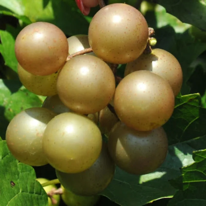 Bronze Muscadine Grape Live Plants – Set of 3 Vines, 4-6 Inch Tall, Outdoor - Image 3