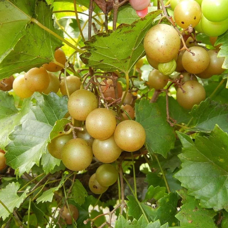 Bronze Muscadine Grape Live Plants – Set of 3 Vines, 4-6 Inch Tall, Outdoor - Image 4