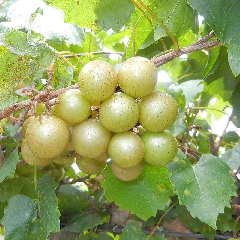 Bronze Muscadine Grape Live Plants – Set of 3 Vines, 4-6 Inch Tall, Outdoor - Image 5