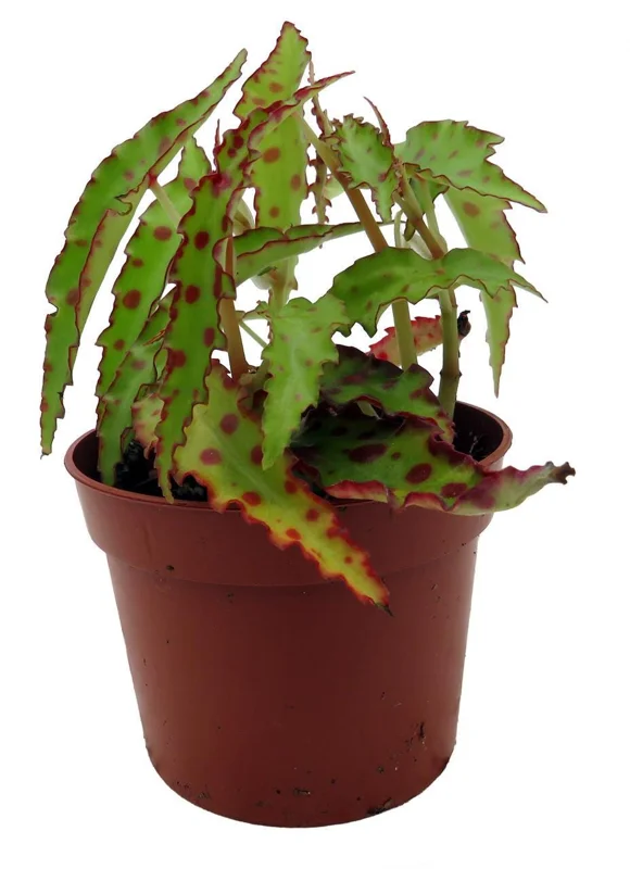 Butterfly Begonia Live Plant - Begonia amphioxus - 2.5" Pot - Indoor - Image 2
