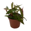 Butterfly Begonia Live Plant - Begonia amphioxus - 2.5" Pot - Indoor - Image 1