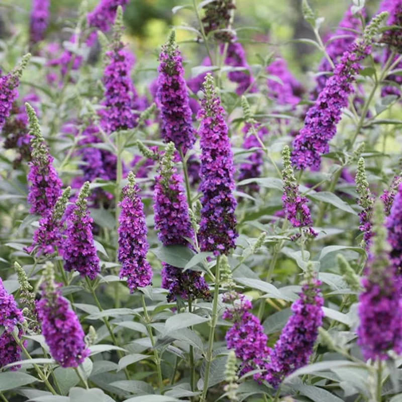 Butterfly Bush Live Plant – Fragrant Buddleia Shrub – 2-Pack Mixed Blooms – 4-9 Inch Tall – Outdoor - Image 2