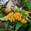 Butterfly Bush Live Plant – Fragrant Buddleia Shrub – 2-Pack Mixed Blooms – 4-9 Inch Tall – Outdoor - Image 1