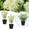 Butterfly Milkweed Live Plants - Asclepias Tuberosa - 5-8 Inch Tall - Set of 2 - Image 1