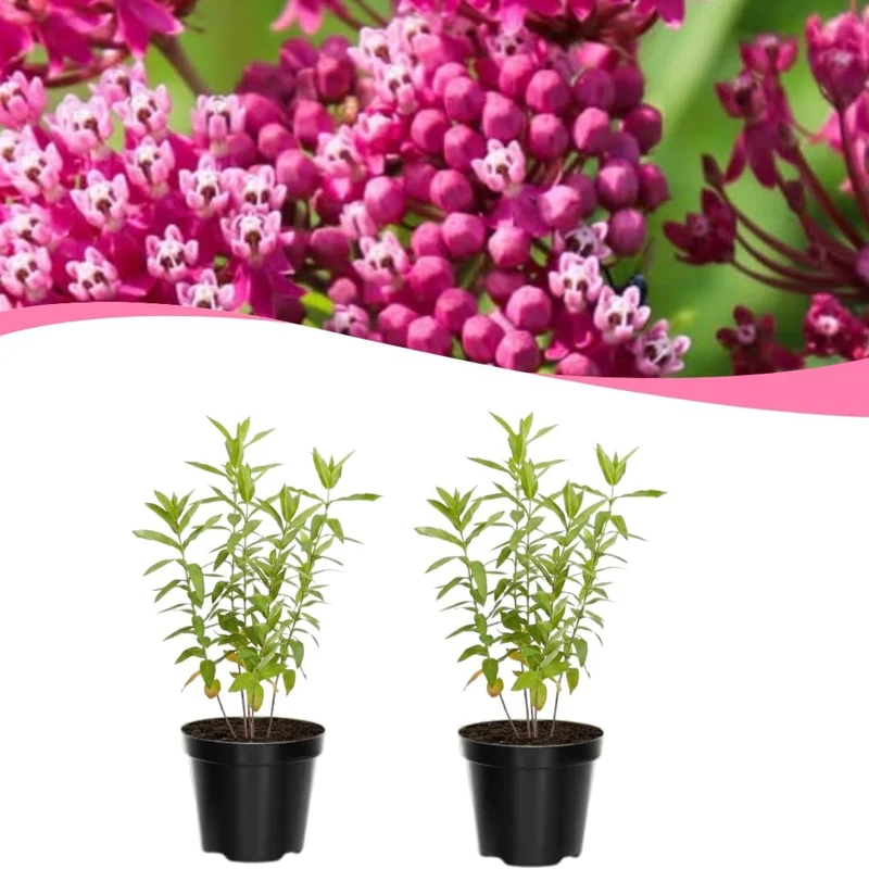 Butterfly Milkweed Live Plants - Asclepias Tuberosa - 5-8 Inch Tall - Set of 2 - Image 2