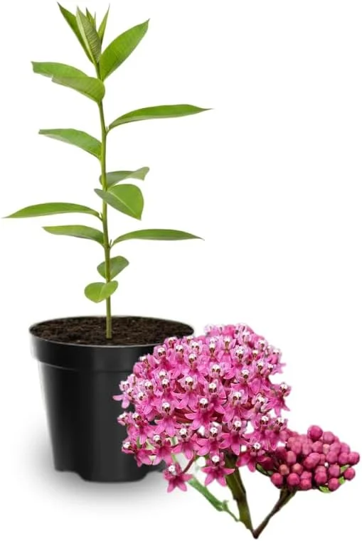 Butterfly Milkweed Live Plants, Asclepias Tuberosa, 4-8 Inch, Deep Red, 2-Pack - Image 2