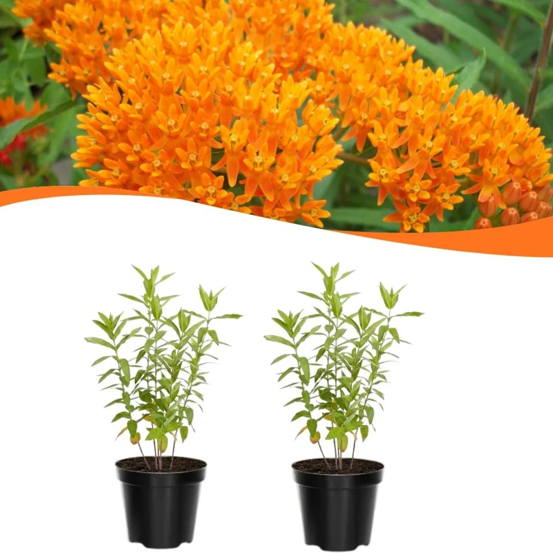Butterfly Milkweed Live Plants - Asclepias Tuberosa - 5-8 Inch Tall - Set of 2 - Image 3