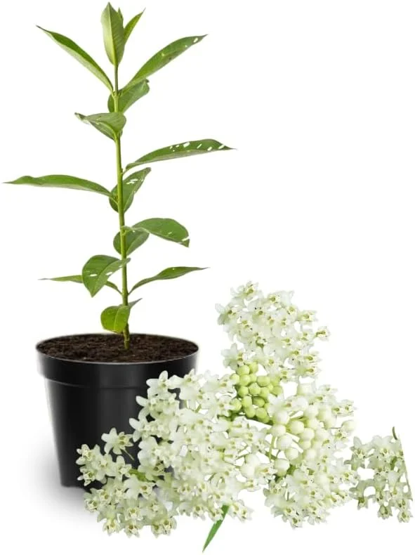 Butterfly Milkweed Live Plants, Asclepias Tuberosa, 4-8 Inch, Deep Red, 2-Pack - Image 3