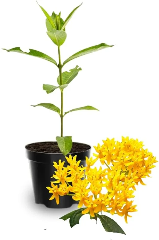 Butterfly Milkweed Live Plants, Asclepias Tuberosa, 4-8 Inch, Deep Red, 2-Pack - Image 5