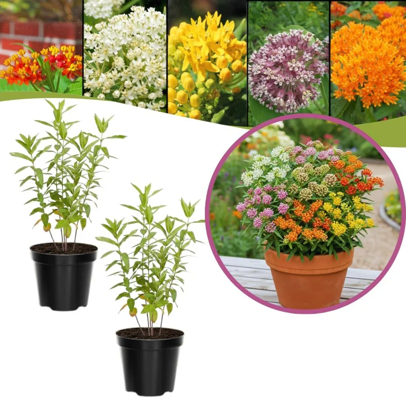 Butterfly Milkweed Live Plants - Asclepias Tuberosa - 5-8 Inch Tall - Set of 2 - Image 5