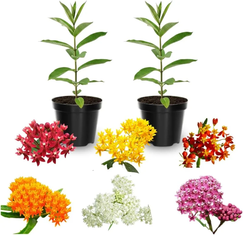 Butterfly Milkweed Live Plants, Asclepias Tuberosa, 4-8 Inch, Deep Red, 2-Pack - Image 6