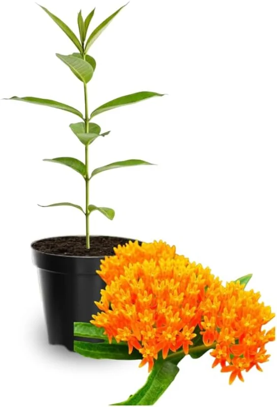 Butterfly Milkweed Live Plants, Asclepias Tuberosa, 4-8 Inch, Deep Red, 2-Pack - Image 7