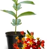 Butterfly Milkweed Live Plants, Asclepias Tuberosa, 4-8 Inch, Deep Red, 2-Pack - Image 1