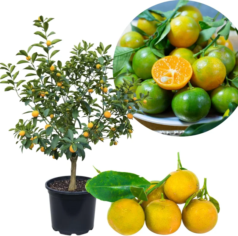 Calamansi Tree, 4-5 Ft Live Calamondin Citrus Fruit Plant in 5 Gallon Pot, Outdoor - Image 1