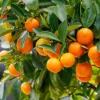 Calamansi Tree Live Plant 4-5 Ft Tall in 5 Gallon Pot - Large Calamondin Citrus - Image 1