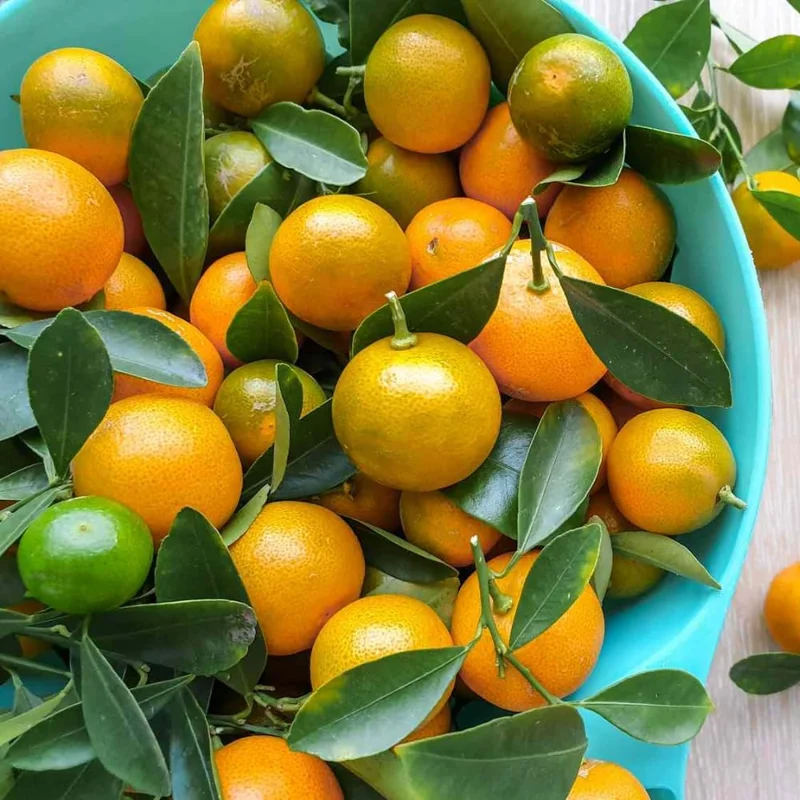 Calamansi Tree Live Plant 4-5 Ft Tall in 5 Gallon Pot - Large Calamondin Citrus - Image 2