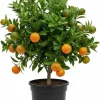 Calamansi Tree Live Plant, Sour Citrus, 5 Ft Tall in 5 Gallon Pot, Outdoor - Image 1