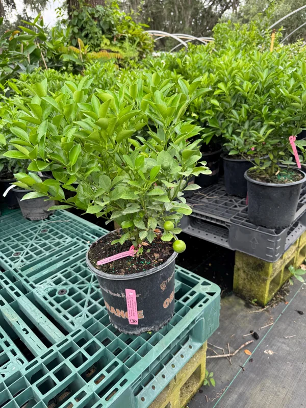 Calamondin Citrus Tree Live Plant - 3 Gallon Pot, 2-3 Feet Tall, Dwarf Fruit - Image 2