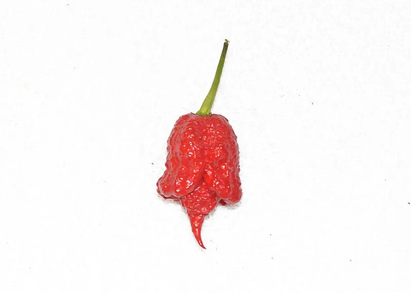 Carolina Reaper Pepper Seeds - 10 Seed Pack - Hottest Pepper - Image 2