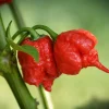 Carolina Reaper Pepper Seeds - 10 Seed Pack - Hottest Pepper - Image 1