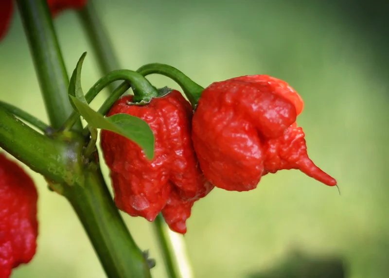 Carolina Reaper Pepper Seeds - 10 Seed Pack - Hottest Pepper - Image 1