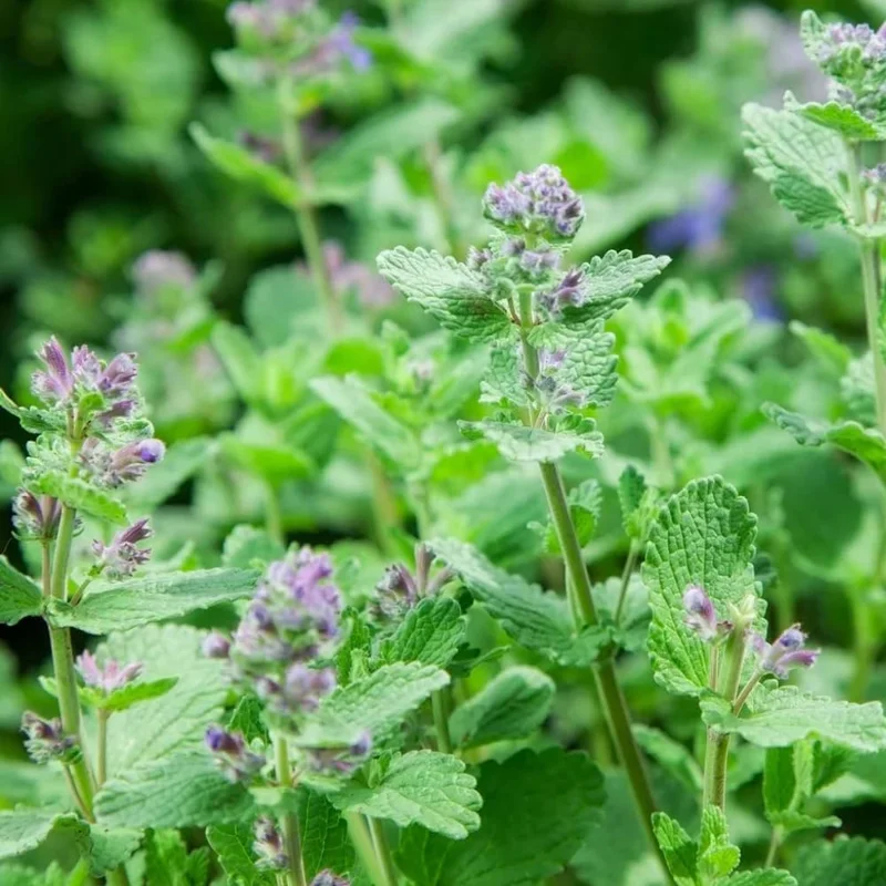 Catnip Live Plant – 4 Pack, 4-6" Tall Well-Rooted Starter Plants – Indoor/Outdoor - Image 4