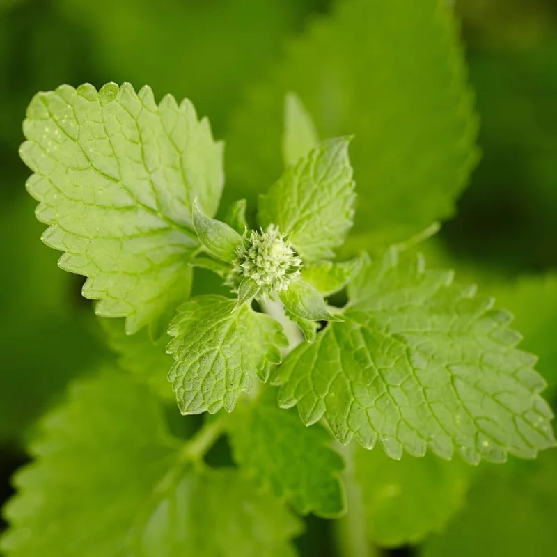 Catnip Live Plant Pack - 3 Well-Rooted Herbs, 4-7" Tall, Indoor/Outdoor - Image 9