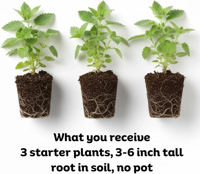 Catnip Live Plants – 3 Pack, 3-6 Inch Tall Herb Starter Plants for Garden & Pots - Image 2