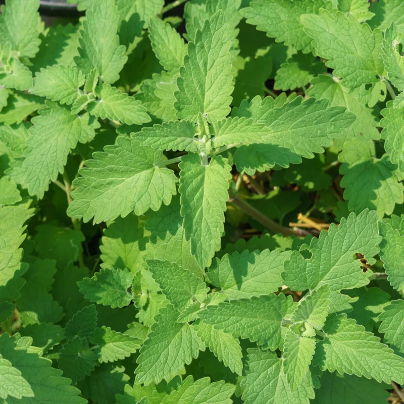 Catnip Live Plants – 3 Pack, 3-6 Inch Tall Herb Starter Plants for Garden & Pots - Image 1