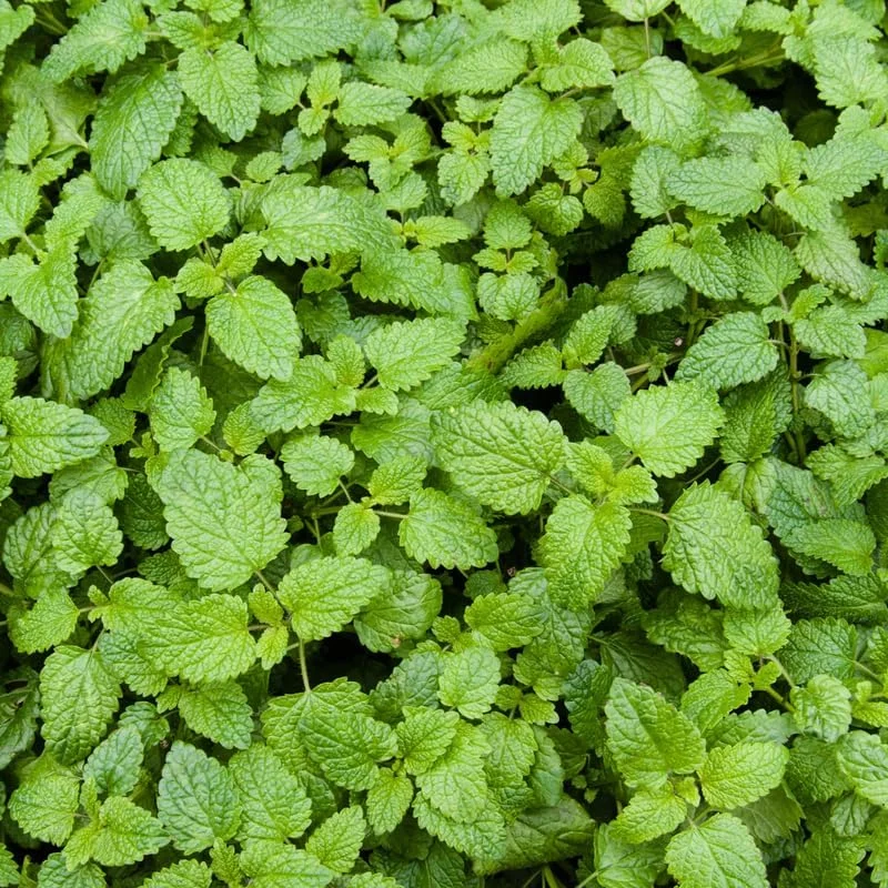 Catnip Mint Live Plants - Set of 3 Fast Growing, Culinary Herb for Indoor/Outdoor Gardening, Cold Hardy - Image 4