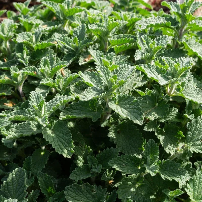 Catnip Mint Live Plants - Set of 3 Fast Growing, Culinary Herb for Indoor/Outdoor Gardening, Cold Hardy - Image 9