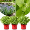 Catnip Mint Live Plants - Set of 3 Fast Growing, Culinary Herb for Indoor/Outdoor Gardening, Cold Hardy - Image 1