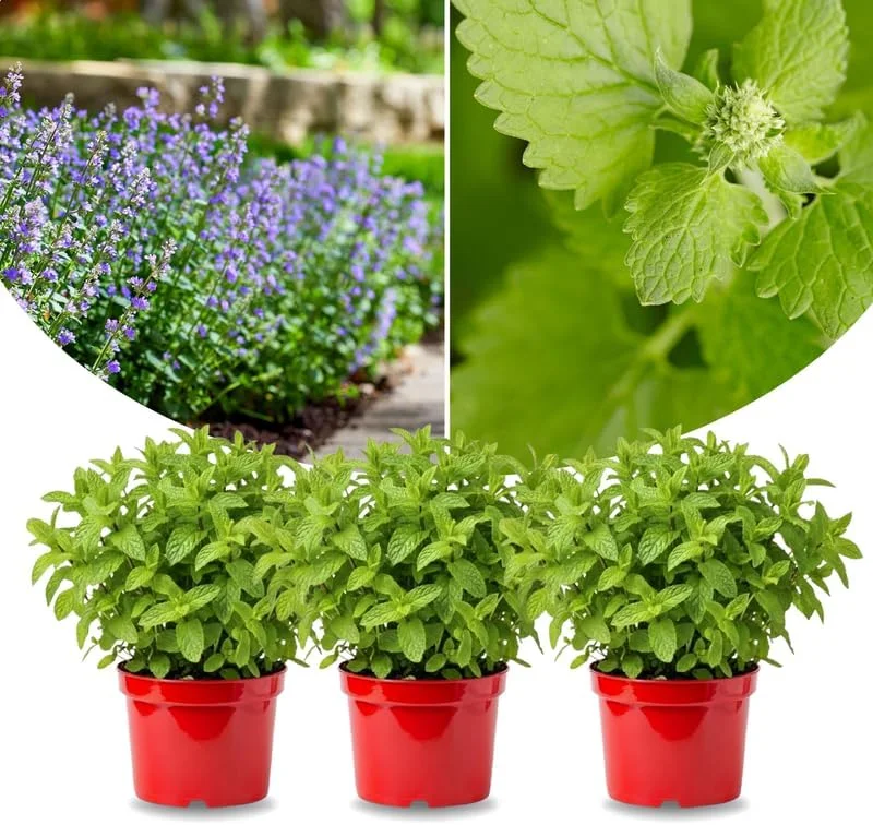 Catnip Mint Live Plants - Set of 3 Fast Growing, Culinary Herb for Indoor/Outdoor Gardening, Cold Hardy - Image 1