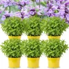 Catnip Mint Live Plants - Set of 4, 4-7" Tall, Zones 3-11, Indoor/Outdoor Herb - Image 1