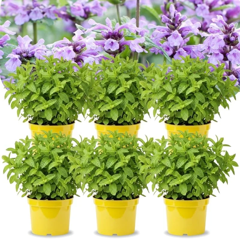 Catnip Mint Live Plants - Set of 4, 4-7" Tall, Zones 3-11, Indoor/Outdoor Herb - Image 1