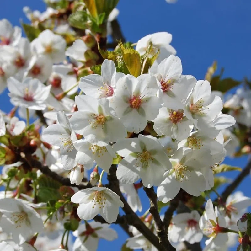 Cherry Blossom Tree Live Plant, 8-12" Tall, White Ornamental Outdoor Plant - Image 4