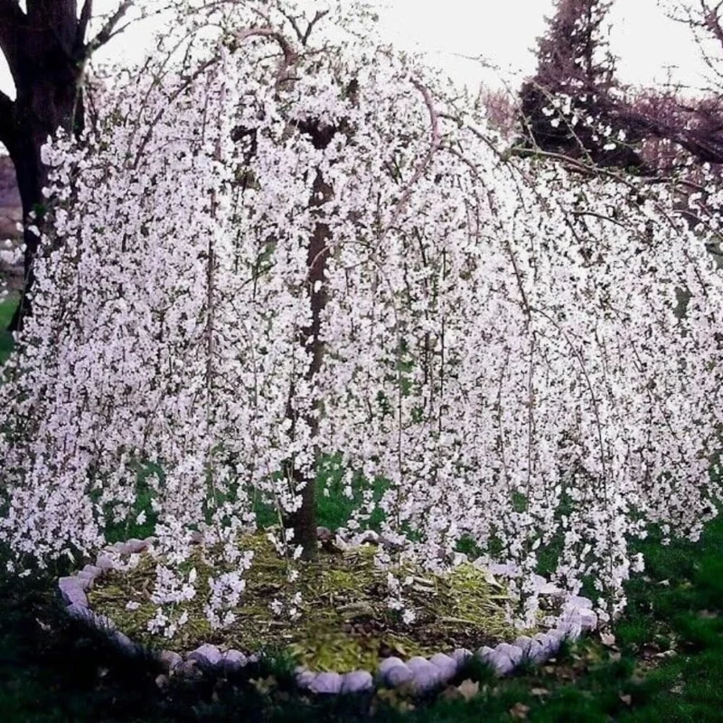 Cherry Blossom Tree Live Plant, 8-12" Tall, White Ornamental Outdoor Plant - Image 5